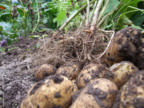 Ackerfrische Kartoffeln aus biologischem Anbau Ackerfrische Kartoffeln aus biologischem Anbau