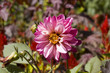 Dahlia