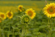 champs de tournesols