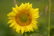 fleur de tournesol