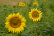 fleurs de tournesols