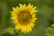 fleur de tournesol