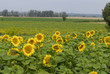 champ de tounesols