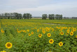 champ de tournesols