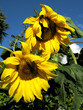 sunflower detail at the sun among green vegetation