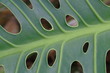 plante tropicale