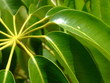 Plante tropicale
