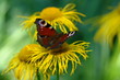 Black-eyed butterfly