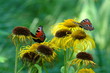Butterfly and love