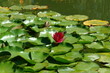 water lily