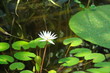 water flora