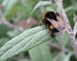 bourdon accroché à une feuille