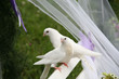 two white wedding doves on a white bench in a wedding ceremony two white wedding doves on a white bench in a wedding ceremony