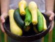 Basket of Fresh Picked Squash and Zucchini Basket of Fresh Picked Squash and Zucchini