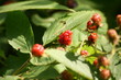 Wild Raspberries 