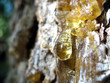 Beautiful resin drop from a pine tree