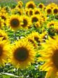 Sonnenblumenfeld