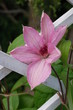Clematis