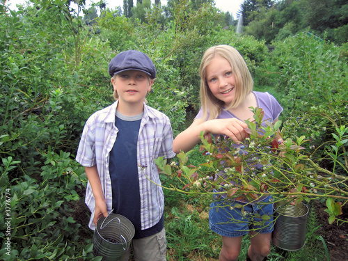blueberry season blueberry season
