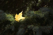 Maple leaf