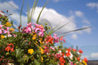 fleurs