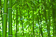 Photo en ligne au meilleur prix Zen bamboo forest