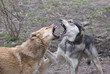 Dog jaws