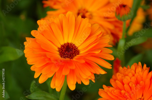 Orangefarbene Ringelblume Orangefarbene Ringelblume