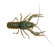 Photo: Isolated Crawfish on the white background Isolated Crawfish on the white background