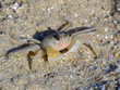Crabe Crabe