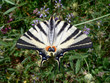 Papillon Le Flambé