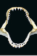 Jaws!
