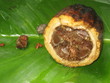Cacao