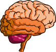 Vector: Human Brain Human Brain