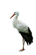 Storch auf weißem Hintergrund Storch auf weißem Hintergrund