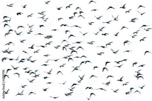 Photo: Flock of birds, isolated Flock of birds, isolated