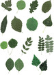 Feuille