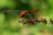 Libellule rouge