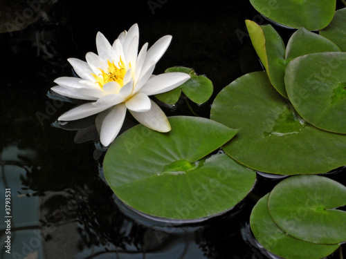 Photo: Water Lily Water Lily