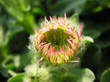 blooming chrysanthemum