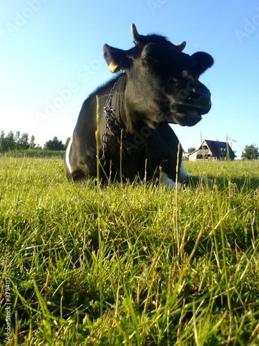 Photo: cow cow