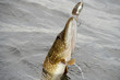 Perfect catch -  Exellent pike!