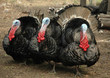 Turkey cock