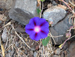 Purple or Common Morning Glory