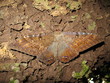 Nachtfalter, Schmetterling,  Amazonas