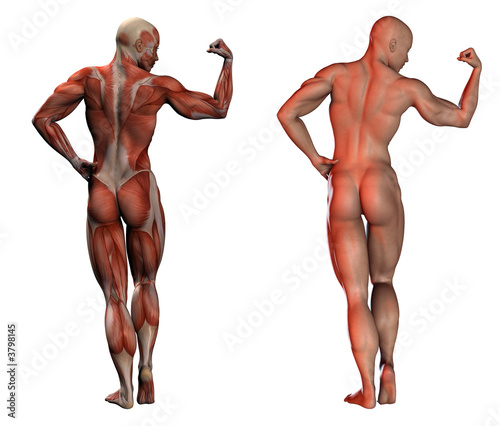 3d image of human muscles - anatomy and normal