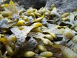 Foto: tang tang