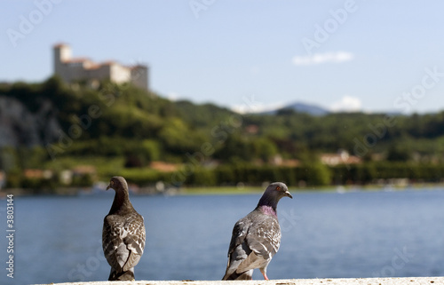Two pigeons (environs of Arona on the Maggiore Lake in Italy)