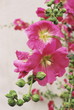 Roses trémières mouillées