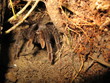 Vogelspinne, Lasiodora parahybana, Amazonas